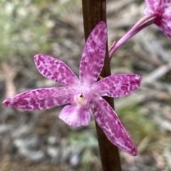 Dipodium punctatum at Deakin, ACT - 4 Jan 2022