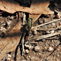 Austrogomphus guerini (Yellow-striped Hunter) at Rendezvous Creek, ACT - 9 Jan 2022 by JohnBundock