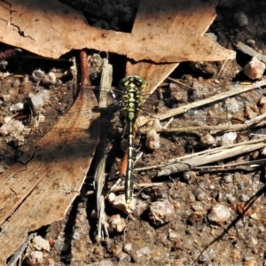 Austrogomphus guerini at Rendezvous Creek, ACT - 10 Jan 2022