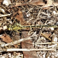 Austrogomphus guerini at Rendezvous Creek, ACT - 10 Jan 2022