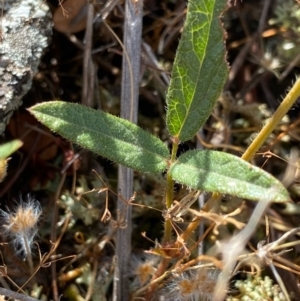 Grona varians at Fentons Creek, VIC - 11 Jan 2022