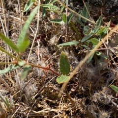 Grona varians at Fentons Creek, VIC - 11 Jan 2022