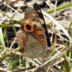 Junonia villida (Meadow Argus) at Rendezvous Creek, ACT - 10 Jan 2022 by JohnBundock