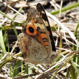 Junonia villida at Rendezvous Creek, ACT - 10 Jan 2022 11:29 AM