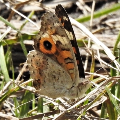 Junonia villida (Meadow Argus) at Namadgi National Park - 10 Jan 2022 by JohnBundock