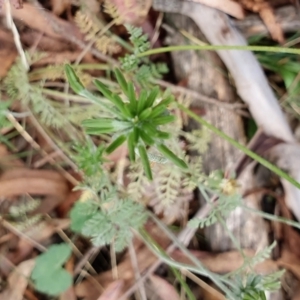 Oreomyrrhis eriopoda at Yass River, NSW - 9 Jan 2022