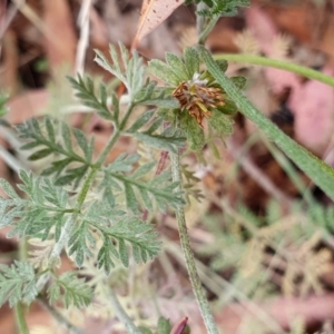 Oreomyrrhis eriopoda at Yass River, NSW - 9 Jan 2022