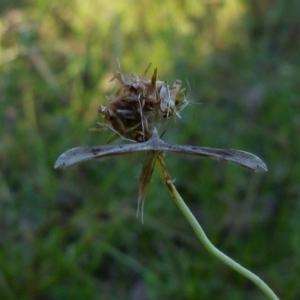 Platyptilia celidotus at Boro, NSW - 10 Jan 2022