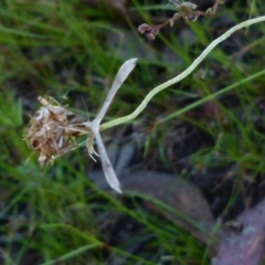 Platyptilia celidotus at Boro, NSW - 10 Jan 2022