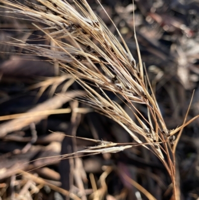 Anthosachne scabra at Suttons Dam - 10 Jan 2022 by KL