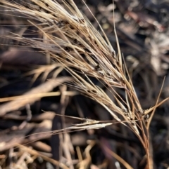 Unidentified Grass at Fentons Creek, VIC - 10 Jan 2022 by KL