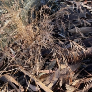 Bromus rubens at Fentons Creek, VIC - 11 Jan 2022