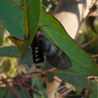 Nataxa flavescens (Nataxa Moth) at QPRC LGA - 10 Jan 2022 by Paul4K