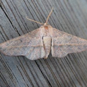 Antictenia punctunculus at Yass River, NSW - 8 Jan 2022 02:37 PM