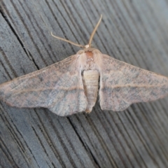 Antictenia punctunculus (A geometer moth) at Yass River, NSW - 8 Jan 2022 by SenexRugosus
