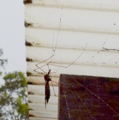 Ischnotoma (Ischnotoma) eburnea (A Crane Fly) at QPRC LGA - 10 Jan 2022 by Paul4K