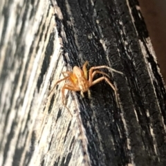 Oxyopes sp. (genus) (Lynx spider) at Aranda, ACT - 11 Jan 2022 by KMcCue