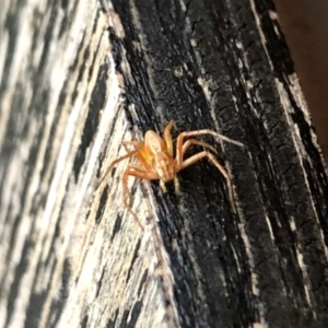 Oxyopes sp. (genus) at Aranda, ACT - 11 Jan 2022 12:37 PM