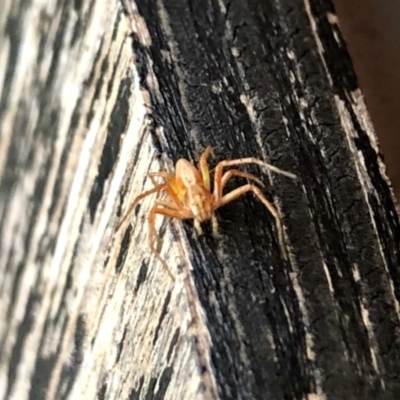 Oxyopes (genus) (Lynx spider) at Aranda, ACT - 11 Jan 2022 by KMcCue