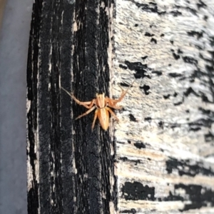 Oxyopes sp. (genus) at Aranda, ACT - 11 Jan 2022 12:37 PM