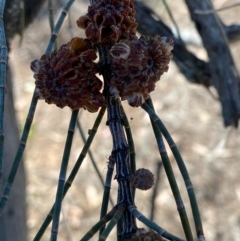 Allocasuarina luehmannii (Bulloak) at Fentons Creek, VIC - 11 Jan 2022 by KL