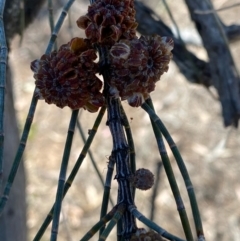 Allocasuarina luehmannii (Bulloak) at Suttons Dam - 10 Jan 2022 by KL