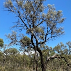 Allocasuarina luehmannii at Fentons Creek, VIC - 11 Jan 2022 10:41 AM