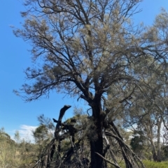 Allocasuarina luehmannii at Fentons Creek, VIC - 11 Jan 2022 10:41 AM