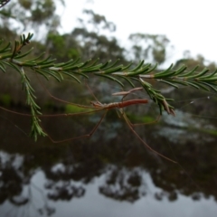 Tetragnatha sp. (genus) (Long-jawed spider) at Boro, NSW - 10 Jan 2022 by Paul4K