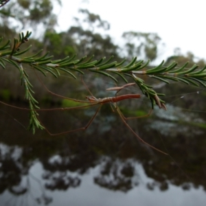 Tetragnatha sp. (genus) at Boro, NSW - 11 Jan 2022