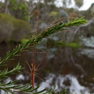 Tetragnatha sp. (genus) at Boro, NSW - 11 Jan 2022
