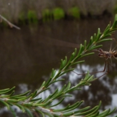 Tetragnatha sp. (genus) at Boro, NSW - 11 Jan 2022