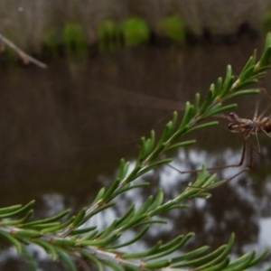 Tetragnatha sp. (genus) at Boro, NSW - 11 Jan 2022