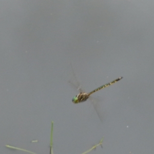 Hemicordulia australiae at Boro, NSW - 11 Jan 2022