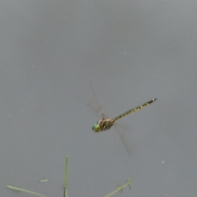 Hemicordulia australiae (Australian Emerald) at Boro - 10 Jan 2022 by Paul4K