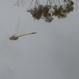 Hemicordulia australiae at Boro, NSW - suppressed