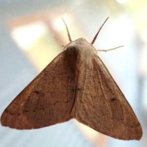 Arhodia lasiocamparia at Yass River, NSW - 9 Jan 2022