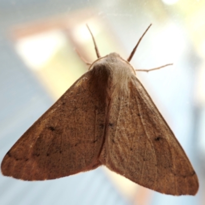 Arhodia lasiocamparia (Pink Arhodia (Oenochrominae)) at Yass River, NSW - 9 Jan 2022 by SenexRugosus