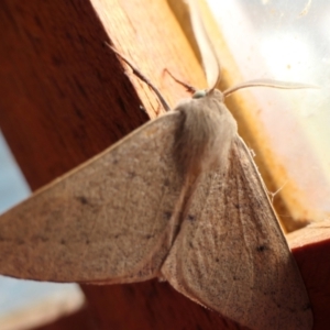 Arhodia lasiocamparia at Yass River, NSW - 9 Jan 2022