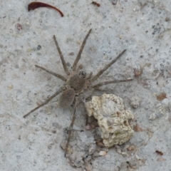 Portacosa cinerea (Grey wolf spider) at QPRC LGA - 10 Jan 2022 by Paul4K