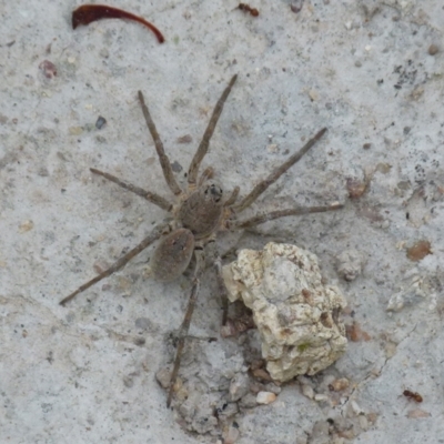 Portacosa cinerea (Grey wolf spider) at Boro - 10 Jan 2022 by Paul4K