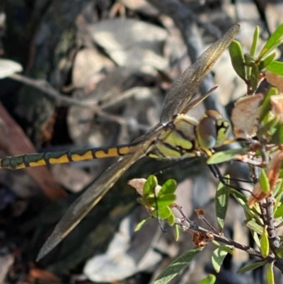Unidentified Dragonfly or Damselfly (Odonata) at Fentons Creek, VIC - 10 Jan 2022 by KL
