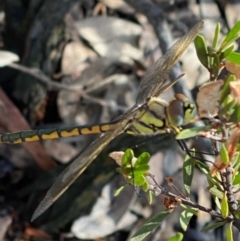 Unidentified Dragonfly & Damselfly (Odonata) (TBC) at Fentons Creek, VIC - 10 Jan 2022 by KL