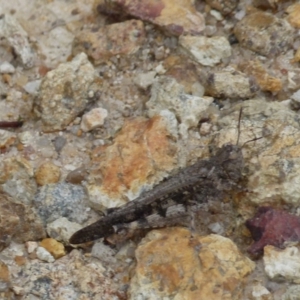 Cryptobothrus chrysophorus at Boro, NSW - 11 Jan 2022