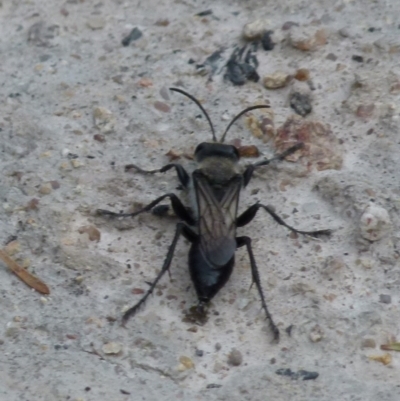 Pison sp. (genus) (Black mud-dauber wasp) at Boro - 10 Jan 2022 by Paul4K