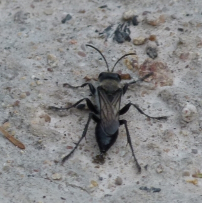 Pison sp. (genus) (Black mud-dauber wasp) at Boro, NSW - 11 Jan 2022 by Paul4K