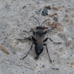 Pison sp. (genus) (Black mud-dauber wasp) at QPRC LGA - 10 Jan 2022 by Paul4K