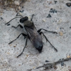 Pison sp. (genus) at Boro, NSW - 11 Jan 2022