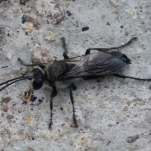 Pison sp. (genus) at Boro, NSW - 11 Jan 2022