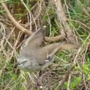 Sericornis frontalis at Boro, NSW - suppressed